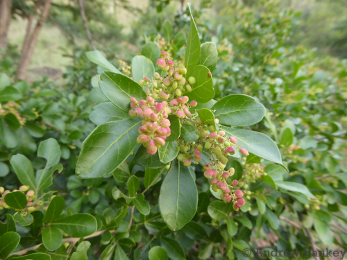 Searsia pentheri (Common crow-berry) — photo