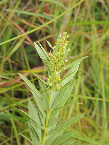 Searsia pondoensis