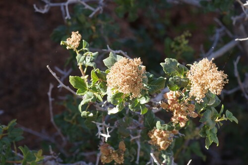 Searsia populifolia — photo