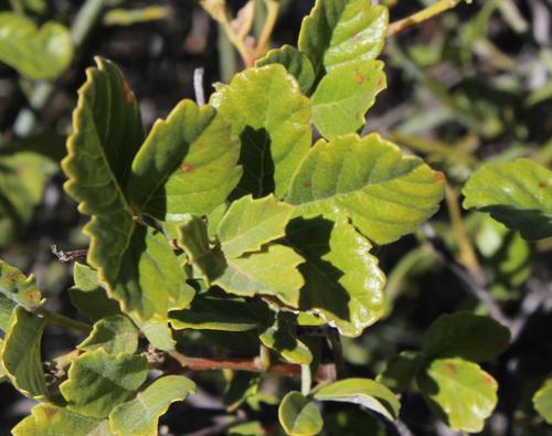 Searsia populifolia — photo