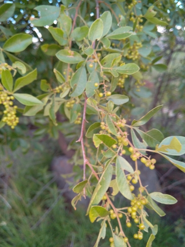 Searsia pyroides