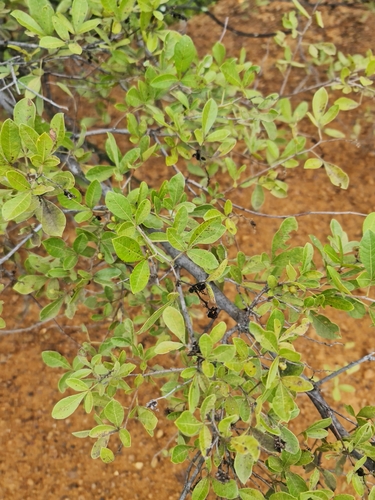 Searsia pyroides (Fire-thorned rhus) — photo