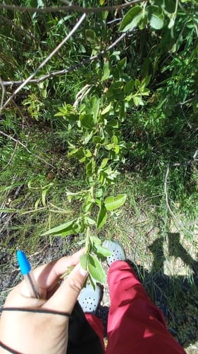 Searsia pyroides var. integrifolia