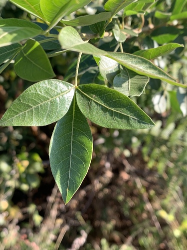 Searsia pyroides (Fire-thorned rhus) — photo