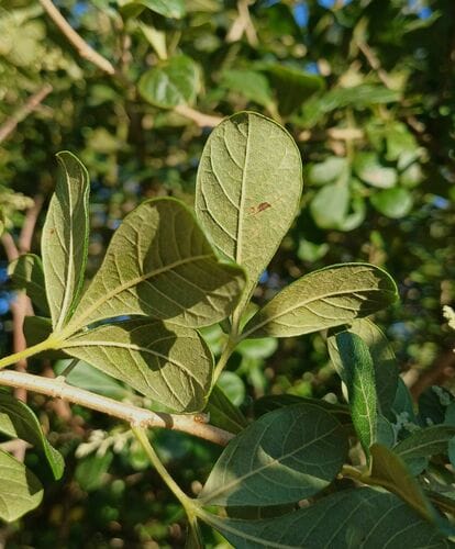 Searsia rehmanniana (Blunt-leaved currant) — photo