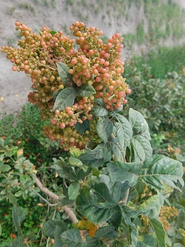 Searsia rehmanniana