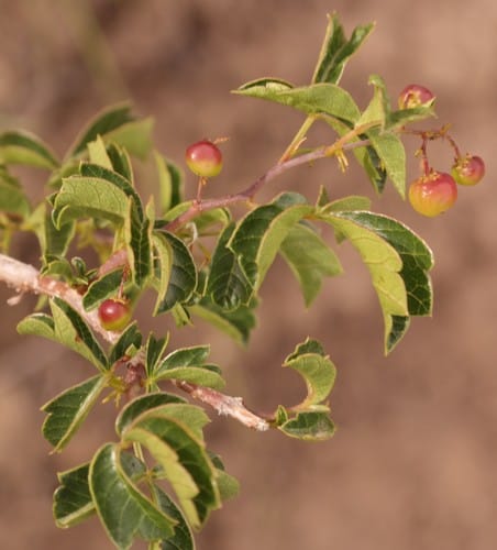 Searsia rigida (Margaret's rock currant) — photo