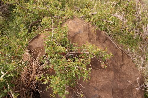 Searsia rigida (Margaret's rock currant) — photo