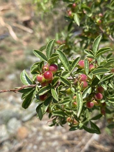 Searsia rigida