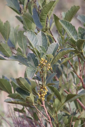 Searsia rogersii (Roger's currant) — photo