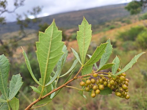 Searsia rogersii