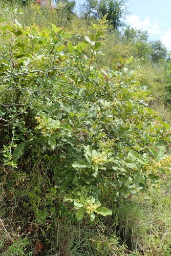 Searsia ruspolii (Tami) — photo