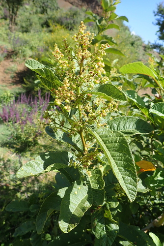 Searsia ruspolii