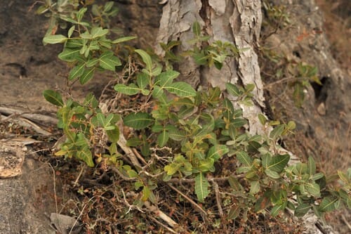 Searsia somalensis — photo