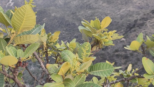Searsia somalensis