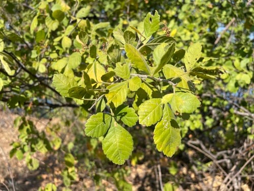 Searsia tenuinervis (Kalahari taaibos) — photo