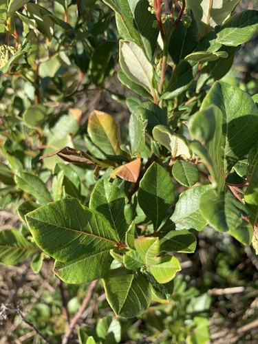 Searsia tomentosa (Furry rhus) — photo