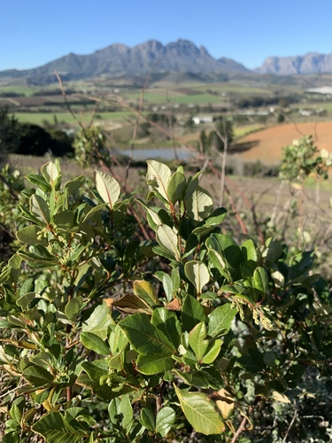 Searsia tomentosa (Furry rhus) — photo