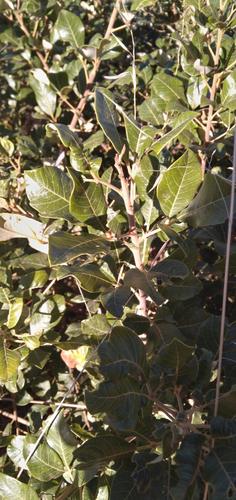 Searsia tomentosa