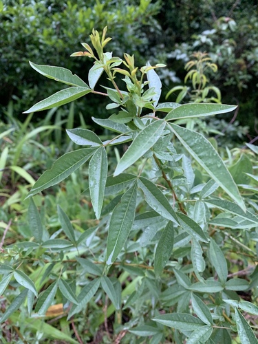 Searsia transvaalensis (Transvaal currant) — photo