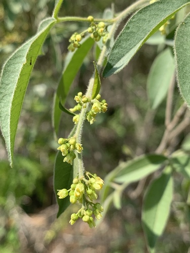 Searsia transvaalensis