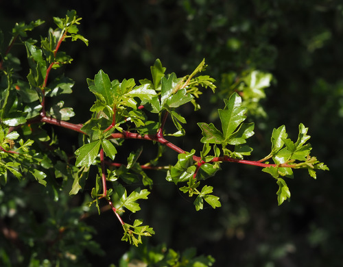 Searsia tripartita ('irn) — photo