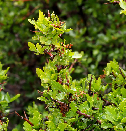 Searsia tripartita ('irn) — photo