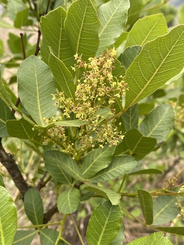 Searsia tumulicola (Hard-leaved currant) — photo