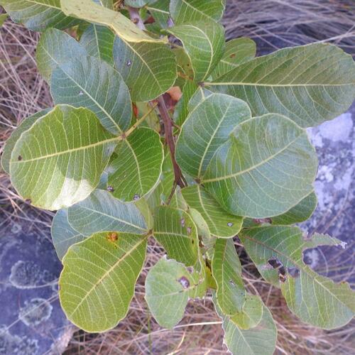 Searsia tumulicola (Hard-leaved currant) — photo