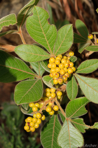 Searsia tumulicola