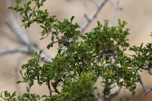Searsia undulata (Kuni bush) — photo