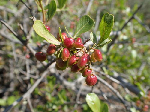 Searsia undulata (Kuni bush) — photo