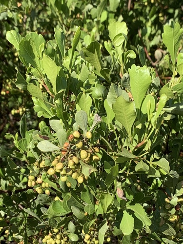 Searsia undulata
