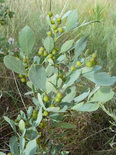 Searsia zeyheri