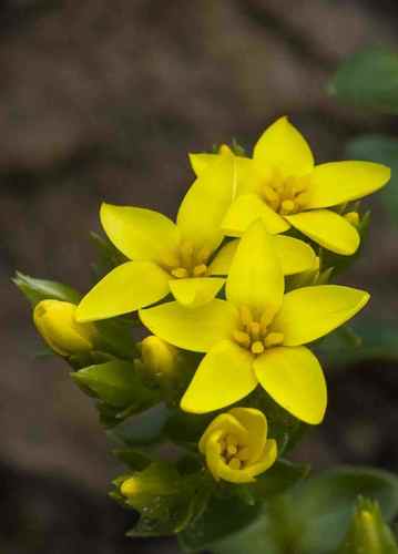 Sebaea leiostyla