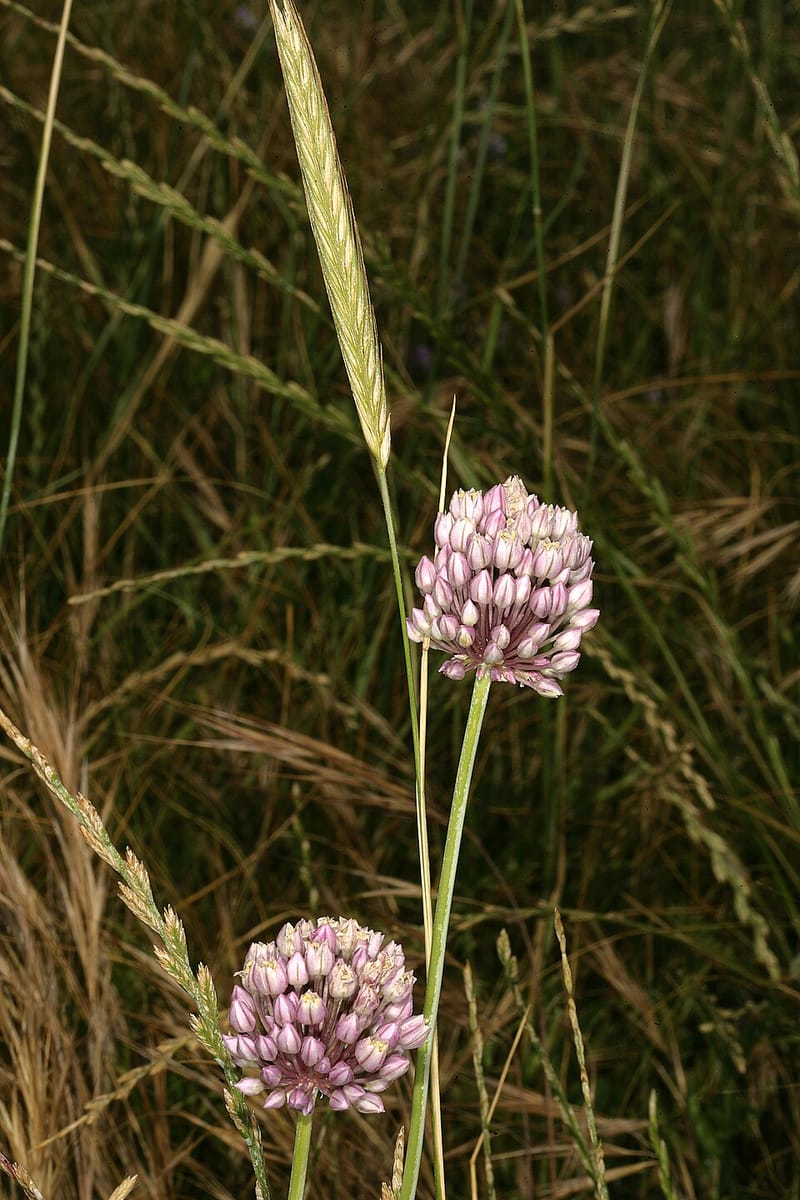 Secale africanum (Wild rye) — photo