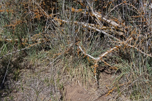 Secale africanum