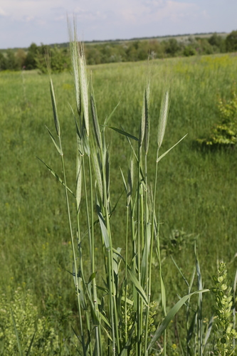 Secale cereale (Rye) — photo