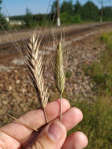 Secale cereale subsp. ancestrale (Rye) — photo