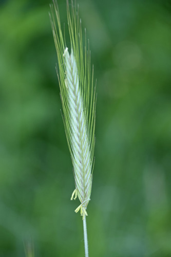 Secale cereale subsp. ancestrale (Rye) — photo