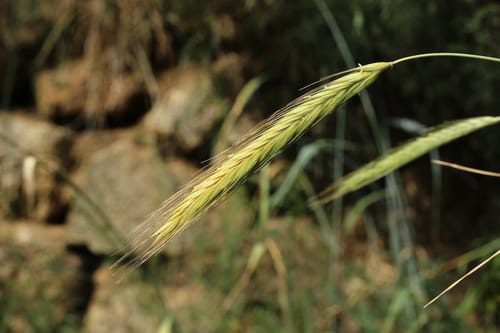 Secale montanum (Secale) — photo