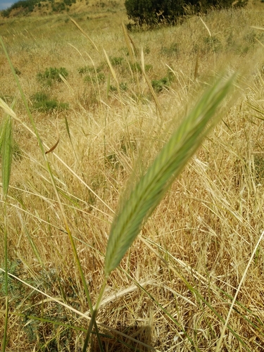 Secale montanum