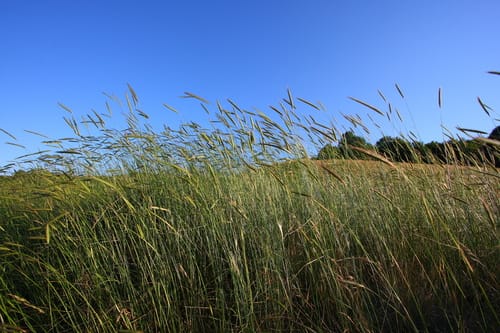 Secale strictum