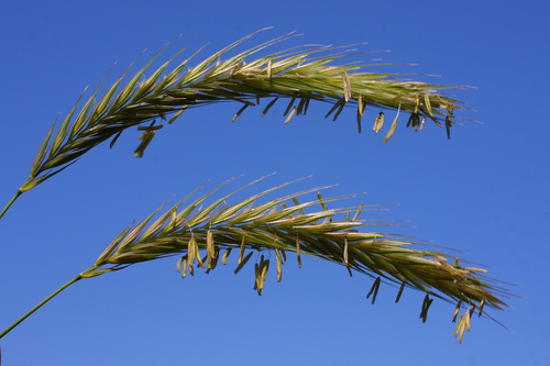 Secale strictum subsp. kuprijanovii