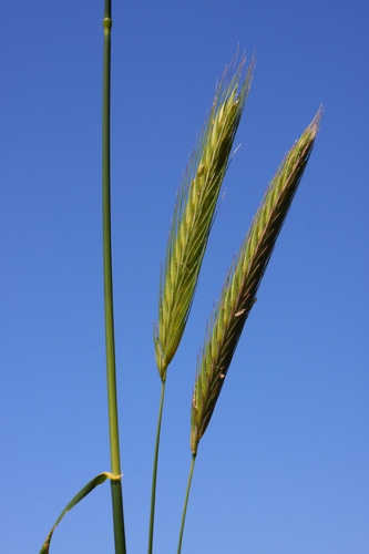Secale strictum (Mountain rye) — photo