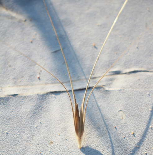 Secale sylvestre — photo