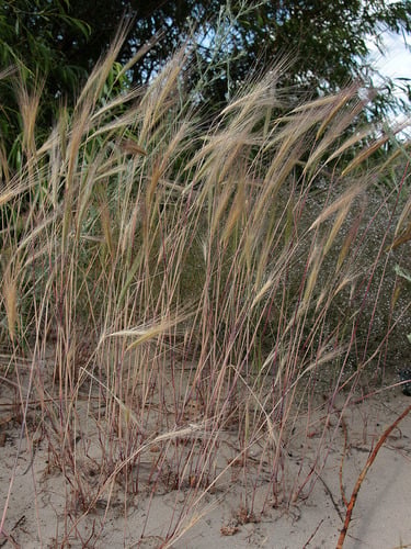 Secale sylvestre