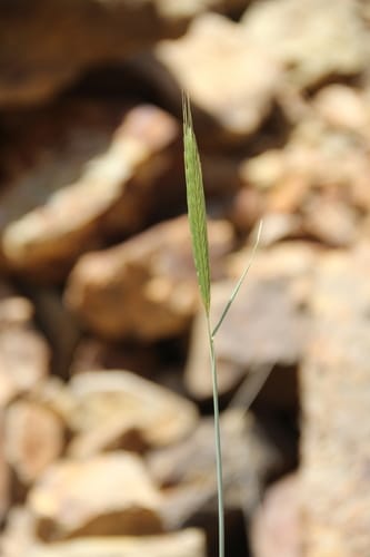 Secale vavilovii — photo