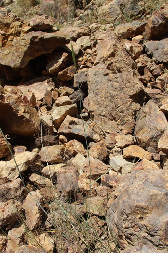 Secale vavilovii