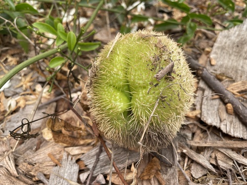 Sechium edule (Choko) — photo